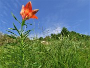 21  Splendido esemplare di Lilium bulbiferum (Giglio rosso- di S. Antonio)